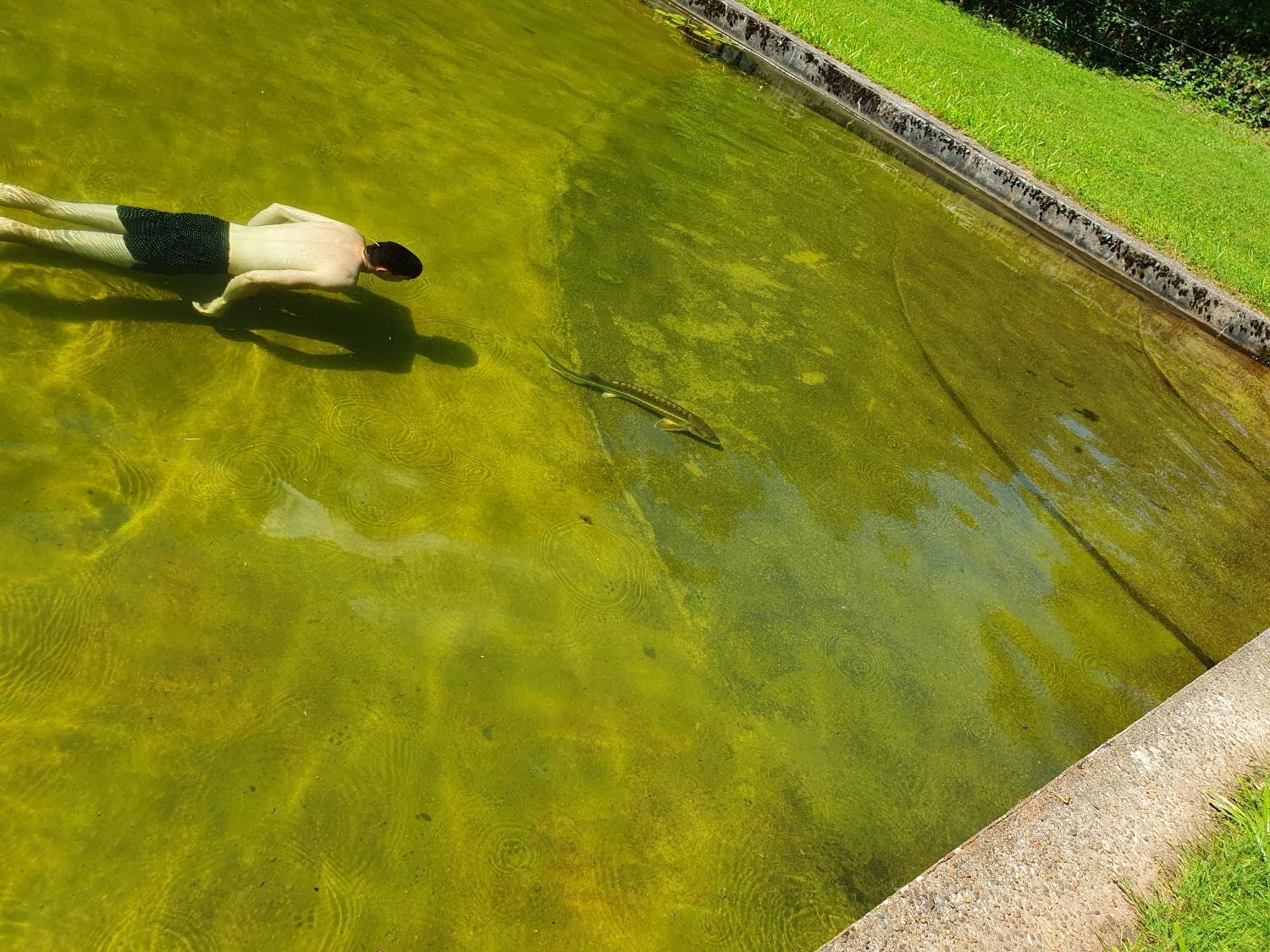 Le Saint Moulin De La Petite Pierre Villa Lohr Eksteriør bilde